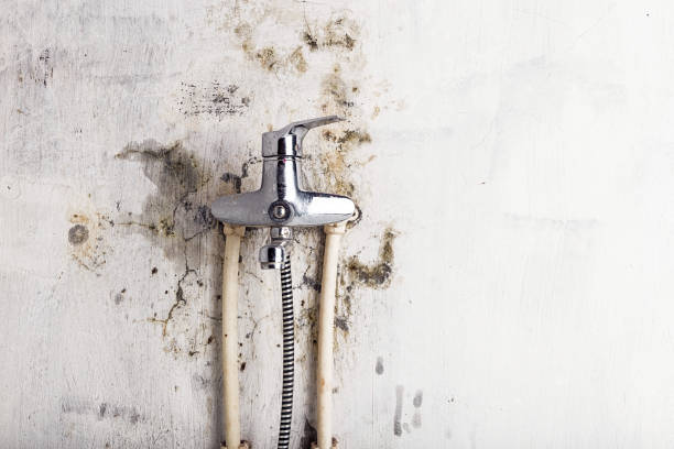 Best Office Mold Removal Services  in Belmont, MS