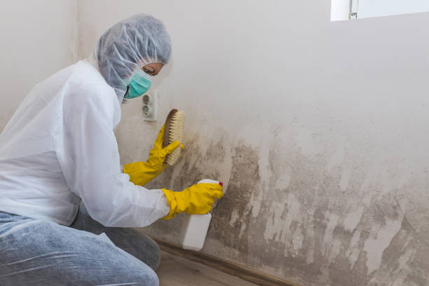 Best Best Mold Removal Companies  in Belmont, MS
