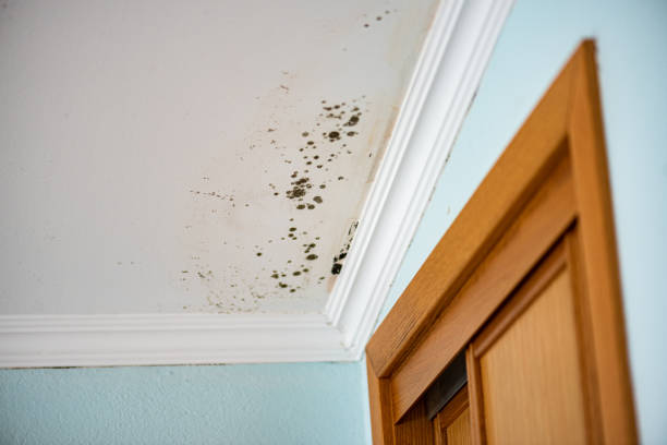 Best Black Mold Removal  in Belmont, MS