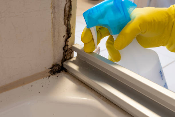 Trusted Belmont, MS Mold Removal Experts