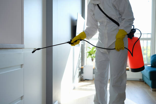 Best Emergency Mold Removal  in Belmont, MS