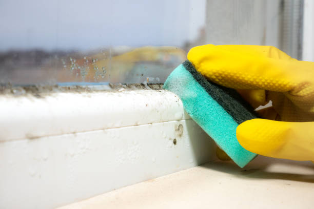 Best Mold Removal Near Me  in Belmont, MS