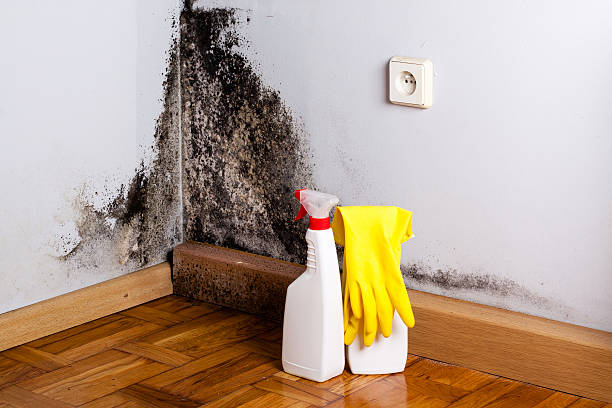 Certified Mold Removal in Belmont, MS