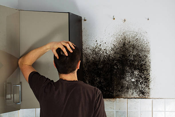 Best Certified Mold Removal  in Belmont, MS