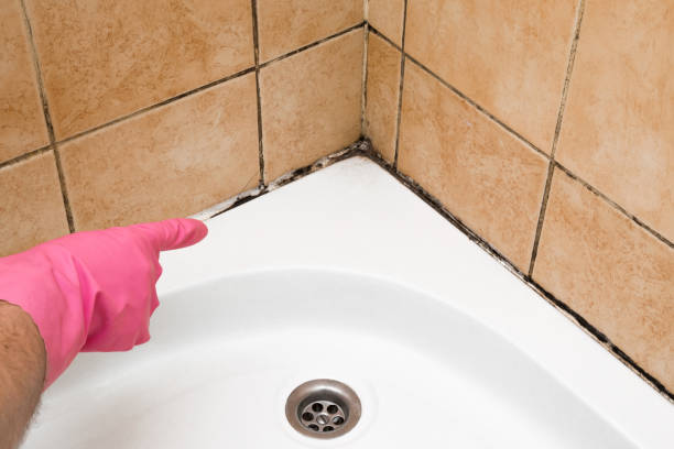 Best Home Mold Removal  in Belmont, MS