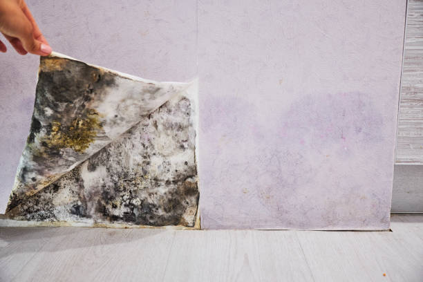 Best Local Mold Removal Service  in Belmont, MS